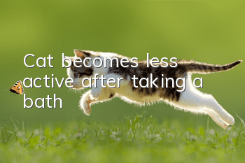 Cat becomes less active after taking a bath