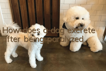 How does a dog excrete after being paralyzed?