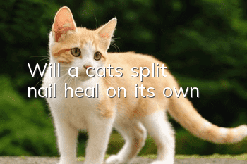 Will a cat’s split nail heal on its own?