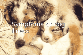 Symptoms of dog illness