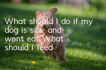What should I do if my dog is sick and won’t eat? What should I feed?