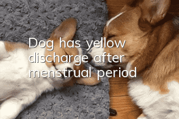 Dog has yellow discharge after menstrual period