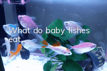 What do baby fishes eat?