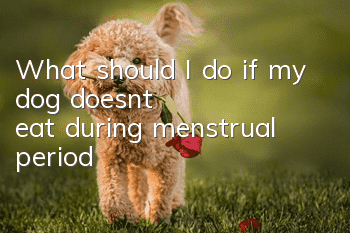 What should I do if my dog doesn’t eat during menstrual period?