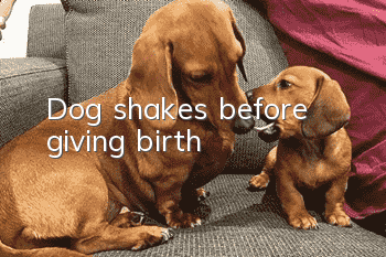 Dog shakes before giving birth