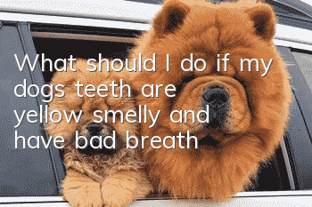 What should I do if my dog’s teeth are yellow, smelly, and have bad breath?