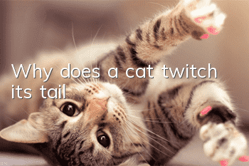 Why does a cat twitch its tail?