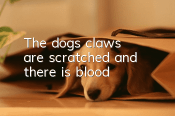 The dog's claws are scratched and there is blood