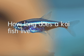 How long does a koi fish live?