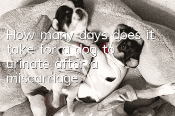 How many days does it take for a dog to urinate after a miscarriage?