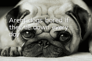 Aren’t dogs bored if they lie down every day?
