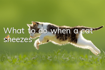 What to do when a cat sneezes