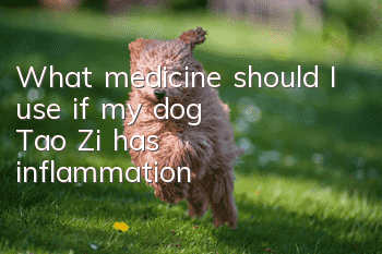 What medicine should I use if my dog Tao Zi has inflammation?