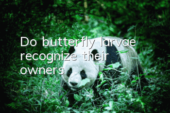 Do butterfly larvae recognize their owners?