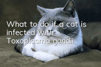 What to do if a cat is infected with Toxoplasma gondii