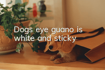 Dog’s eye guano is white and sticky