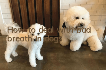 How to deal with bad breath in dogs