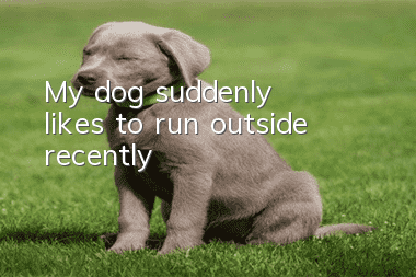My dog suddenly likes to run outside recently