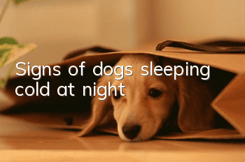 Signs of dogs sleeping cold at night