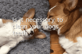 Is it necessary to clean your dog’s teeth?