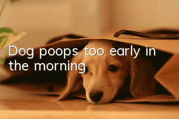 Dog poops too early in the morning