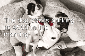 The dog starts barking at 45:00 in the morning