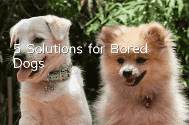 5 Solutions for Bored Dogs