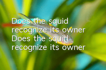 Does the squid recognize its owner? Does the squid recognize its owner?