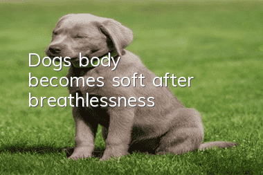 Dog's body becomes soft after breathlessness