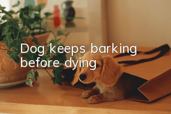 Dog keeps barking before dying