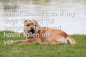 What should I do if my dog’s docked tail becomes hard and hasn’t fallen off yet?