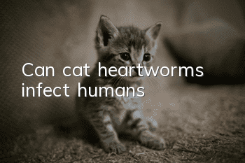 Can cat heartworms infect humans?