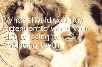 What should you pay attention to when your dog is losing or replacing teeth?