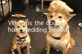 When is the dog’s hair shedding period?