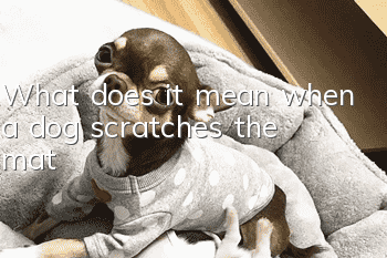 What does it mean when a dog scratches the mat?