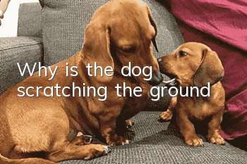 Why is the dog scratching the ground?