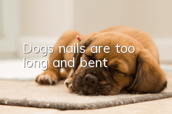 Dog’s nails are too long and bent