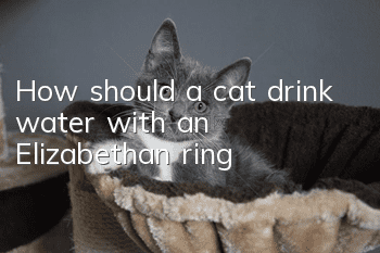 How should a cat drink water with an Elizabethan ring?