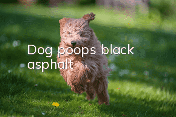 Dog poops black asphalt