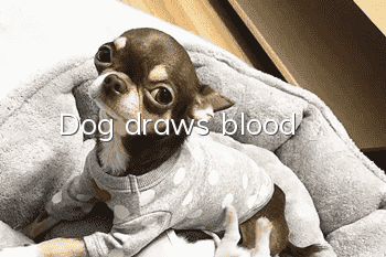 Dog draws blood