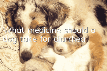What medicine should a dog take for diarrhea?