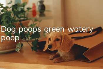 Dog poops green watery poop