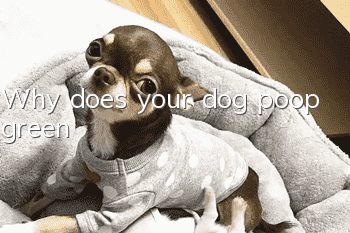 Why does your dog poop green?