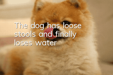 The dog has loose stools and finally loses water