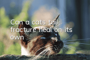 Can a cat’s tail fracture heal on its own?