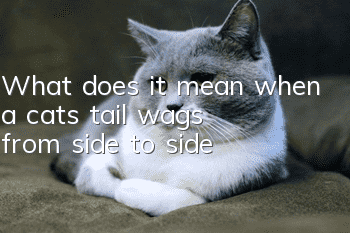 What does it mean when a cat's tail wags from side to side?