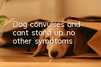 Dog convulses and can’t stand up, no other symptoms