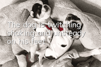 The dog is twitching, shaking and unsteady on his feet