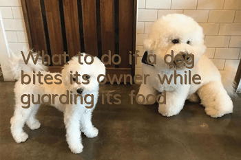 What to do if a dog bites its owner while guarding its food