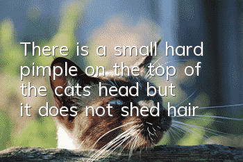 There is a small hard pimple on the top of the cat’s head but it does not shed hair